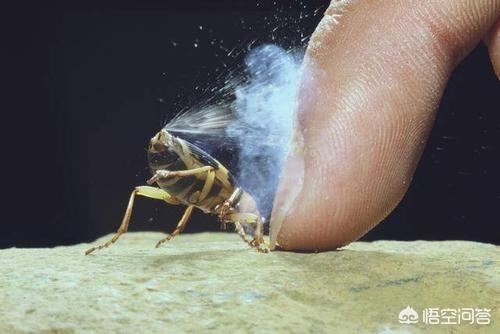 大力神甲虫:被天敌一口吞，体内游走一圈，从肛门扬长而去的生物！有多厉害？
