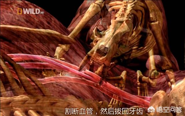 鬣狗狮子:成年雄狮熟睡时，一只鬣狗以最大力量咬住雄狮肚子，能打败雄狮吗
