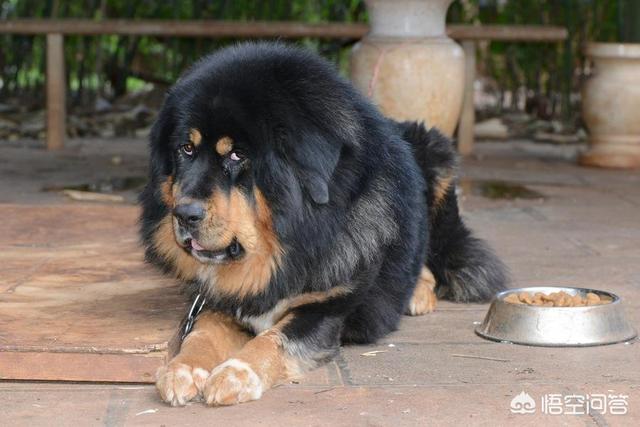 五只比特犬加五只藏獒一起上能咬死一只成年东北虎么?