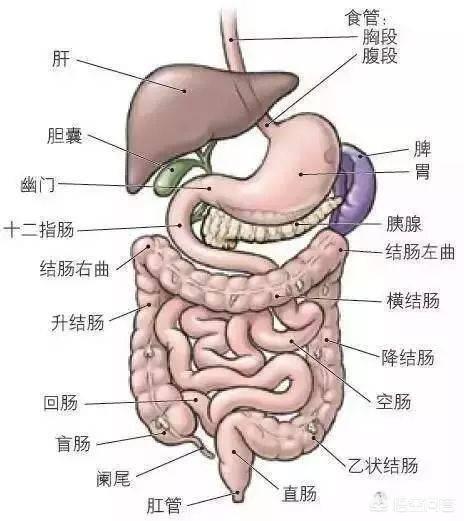 十二指肠体表位置图片