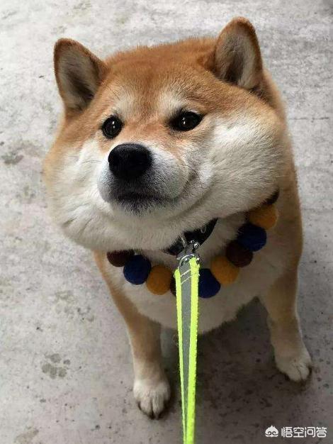 狗狗101柴犬训练:柴犬性格这么固执，应该怎么去训练比较好？