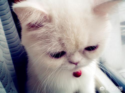子猫絮语吧:猫犯错后不能打吗？打了会怎样？该怎么教育猫？
