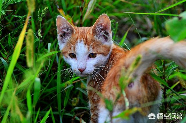 狗蚤会寄生在老鼠身上吗:狗蚤会跳去人身上吗 家里猫下小猫家里很多跳蚤，杀了又有，杀了又有，咋办？