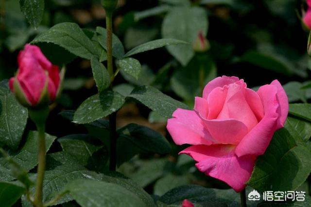 最香的几款月季品种是什么？插图8