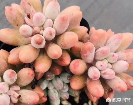 多肉植物翡翠景天小苗:婴儿手指多肉怎么安全度过夏天？