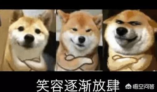 脸长得像林永健的狗:LOL职业选手和什么动物长得像？Deft像羊驼，阿水像柴犬？