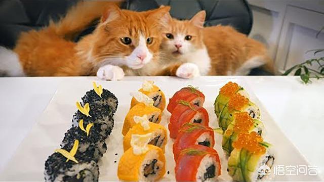 人用猫薄荷是什么东西:猫薄荷如何让“猫主子”癫狂？