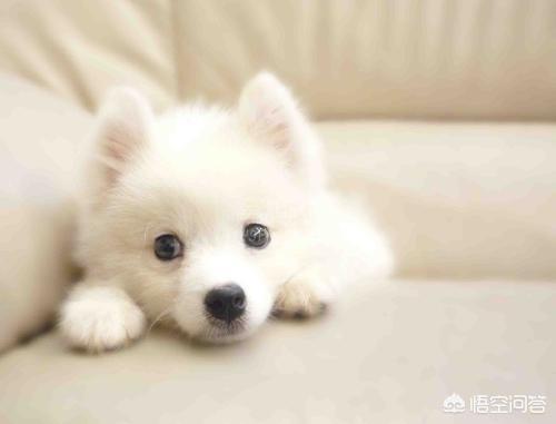 银狐狗: 银狐犬一把一把掉毛正常吗，银狐犬掉毛怎么办？