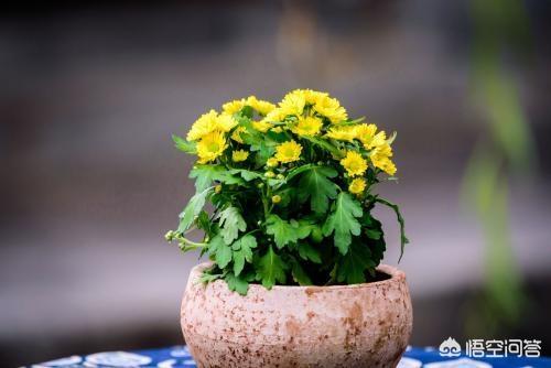 金鸡菊种子种植方法:盆栽菊花的繁殖用什么方法最好？