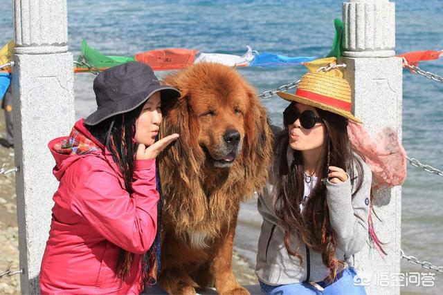 斗狗视频藏獒咬死斗:三只藏獒需要多长时间才能咬死一只孟加拉虎？有何依据？ 斗狗咬死斗完整视频比特咬死藏獒