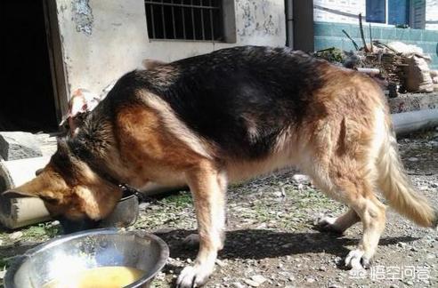 上虞德国牧羊犬论坛:德国牧羊犬适不适合庭院喂养？可以看家吗？