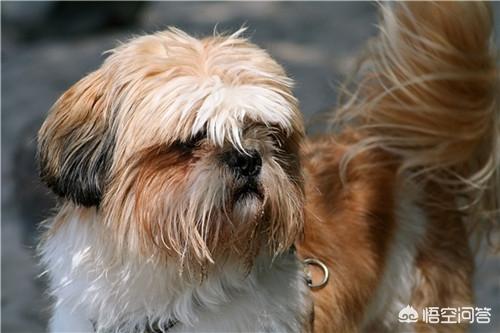 小体西施犬图片:西施犬着凉后有点拉稀，该怎么办呢？