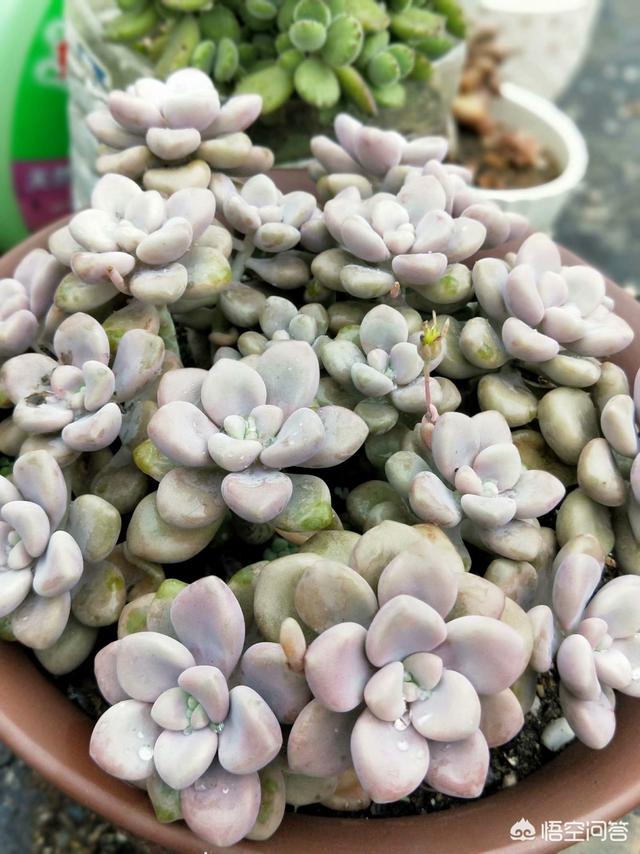 多肉植物肉锥花属安珍:九月的秋，多肉已经开始上色啦，您还准备出坑吗？