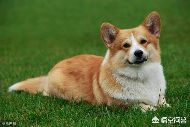 怎样挤肛门腺:肛瘘用什么洗最好 柯基犬不挤肛门腺有什么后果？