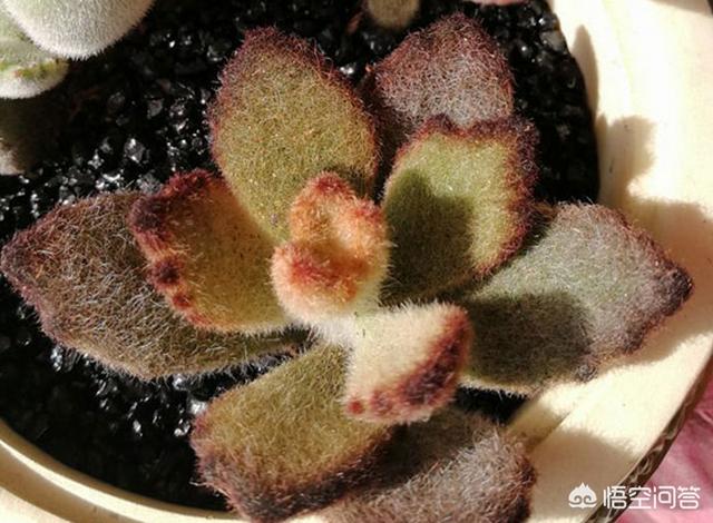猫耳朵多肉繁殖:多肉植物应该怎么进行叶插？有哪些需要注意的问题？