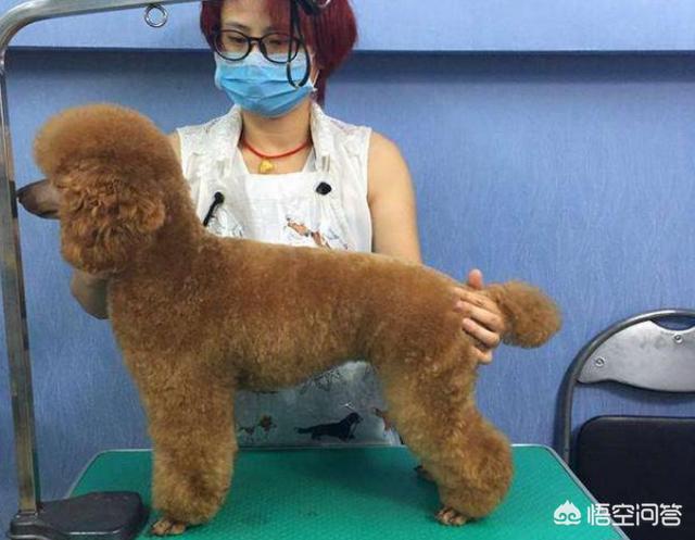 贵宾犬怎么养毛发好:给贵宾犬梳毛要知道哪些知识？