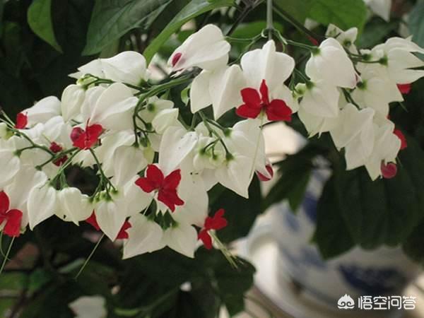 龙吐珠花图片:龙吐珠花名字的由来和养殖方法介绍？