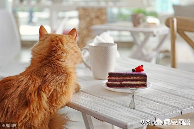 猫爬架设计图尺寸:怎么自制猫爬架diy教程？
