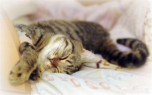 天猫捉猫猫:怎么才能确定无疑的找到猫？