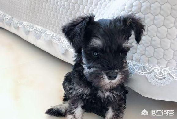 雪纳瑞犬北京宠物论坛:雪纳瑞不吃狗粮怎么回事？