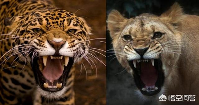 猎豹和花豹的区别,老虎狮子和豹子哪个更厉害？