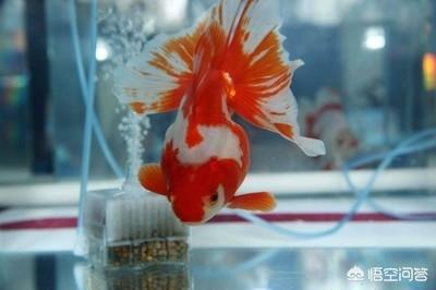 白濁 白濁是什麽意思 御药行