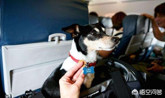 纯种爱尔兰猎狼犬价格:可以带狗狗一起去旅行吗，要坐飞机？