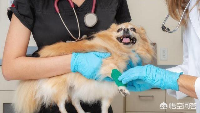 博美犬视频:养博美犬前要了解什么事，不然可能会后悔？