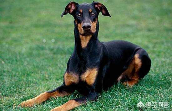 比利牛斯山犬黑色:哪些狗狗非常忠心，会用自己的生命去保护主人？