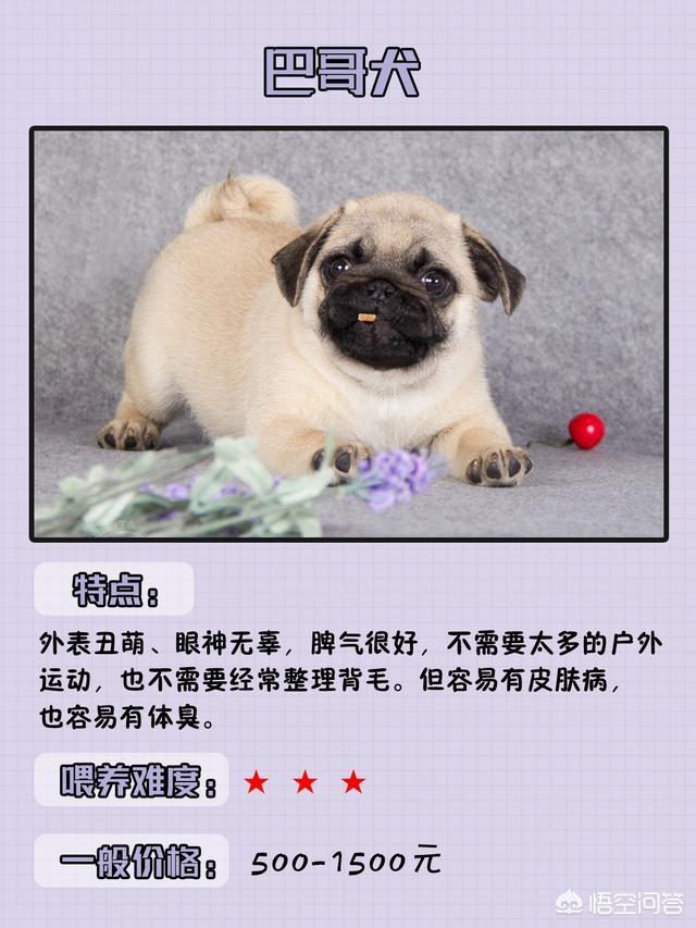 宠物狗的种类和特点:你知道的，适合家养的狗狗品种有哪些？