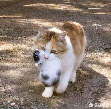 母猫会养小猫吗:为什么母猫会把小猫叼到主人面前？