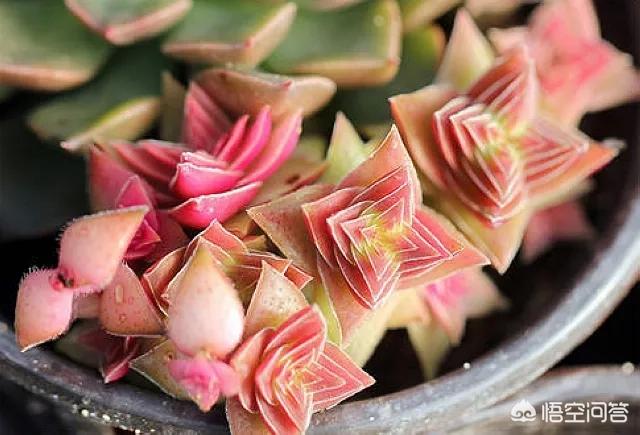 茜之塔开花后怎样处理:多肉植物钱串和茜之塔开花怎么处理？