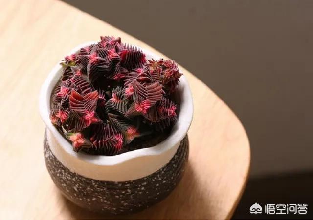 茜之塔开花后怎样处理:多肉植物钱串和茜之塔开花怎么处理？
