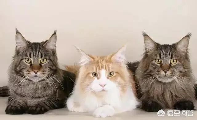 猫咪品种大全及图片:中国自己的猫都有些什么品种？ 猫咪品种大全及图片和名字