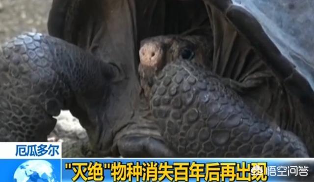 有哪些灭绝的物种现在又重新出现了？