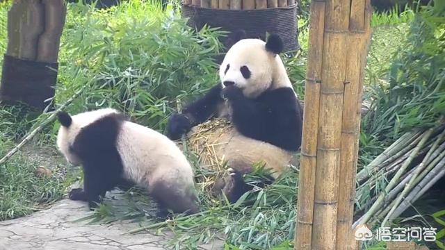 招惹上乌鸫后果有多严重，大熊猫发起怒来，有多可怕？动物园里有什么动物能够制服它？