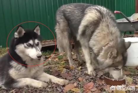 哈士奇和杜宾犬打架谁会赢呢:狼会把哈士奇当成同类吗？ 杜宾犬和哈士奇一起养可以吗