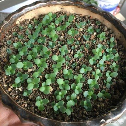 宽叶不死鸟:不死鸟刚栽上可以浇水吗，要注意什么？ 宽叶不死鸟