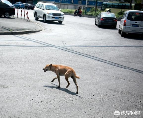 心机狗狗开车撞倒大树:路上开车撞到狗了，怎么办？