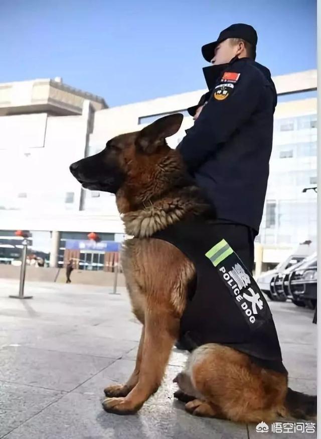 地震救援搜救犬:警犬退役后会怎样处理？会被人领养吗？