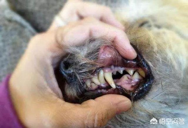 宠物狗训练秘籍电子书:狗狗为什么一直都训不好，如何训练狗狗？ 宠物狗训练秘籍书籍