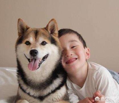 狗狗101柴犬训练:柴犬性格这么固执，应该怎么去训练比较好？