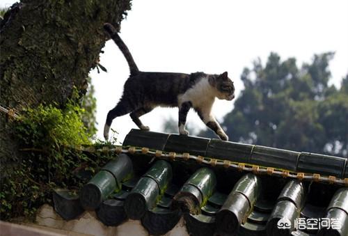 野猫影院:怎样对付楼下发春的野猫？