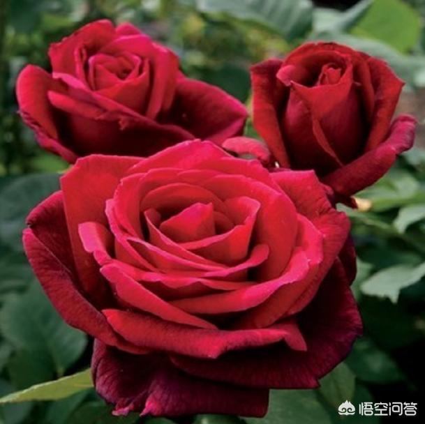 最香的几款月季品种是什么？插图153