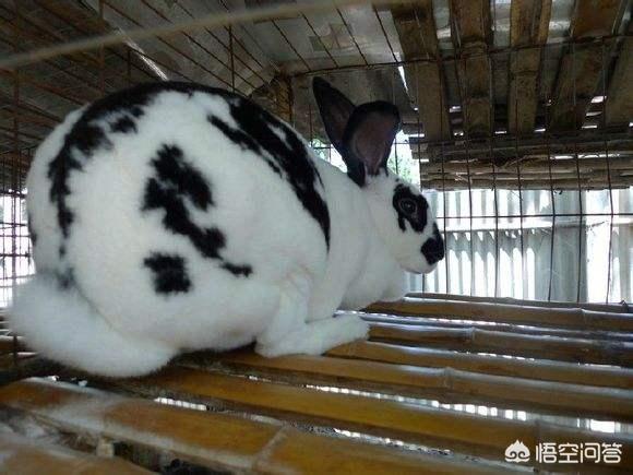 农村养兔子,繁殖是关键,如何管理提高种兔繁殖力？