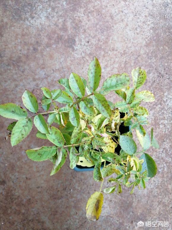 欧洲月季花品种介绍:月季花品种介绍大全 为什么有的花友，夏季就把月季养成光杆了？