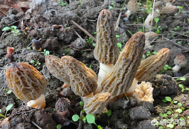 羊肚菌适合在什么地方种植,羊肚菌适合怎样的种植环境？