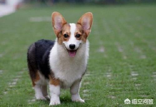 柯基狗的视频:柯基犬能看家吗，机警有力非常活泼？