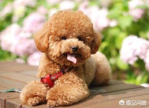 成都直立行走的狗:你认为泰迪智商高的表现有哪些？