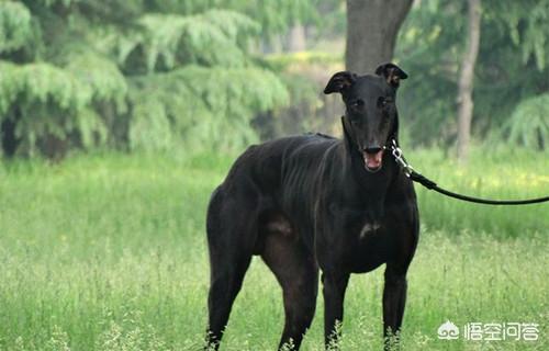 格力犬图片:格力犬毛色不亮，怎么办？